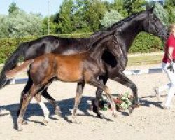 dressage horse Davide (Westphalian, 2018, from De Beau)