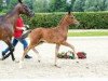 dressage horse Zarzuela (Westphalian, 2018, from Zoom)