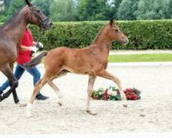 dressage horse Zarzuela (Westphalian, 2018, from Zoom)