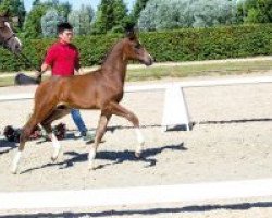 dressage horse Startrooper (Westphalian, 2018, from Sir Heinrich OLD)