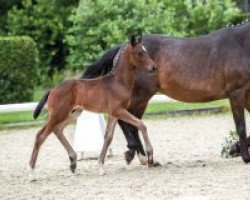 dressage horse Sido (Westphalian, 2018, from Stoiber SN)