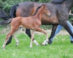 dressage horse Barking (Westphalian, 2018, from Blue Hors Baron)