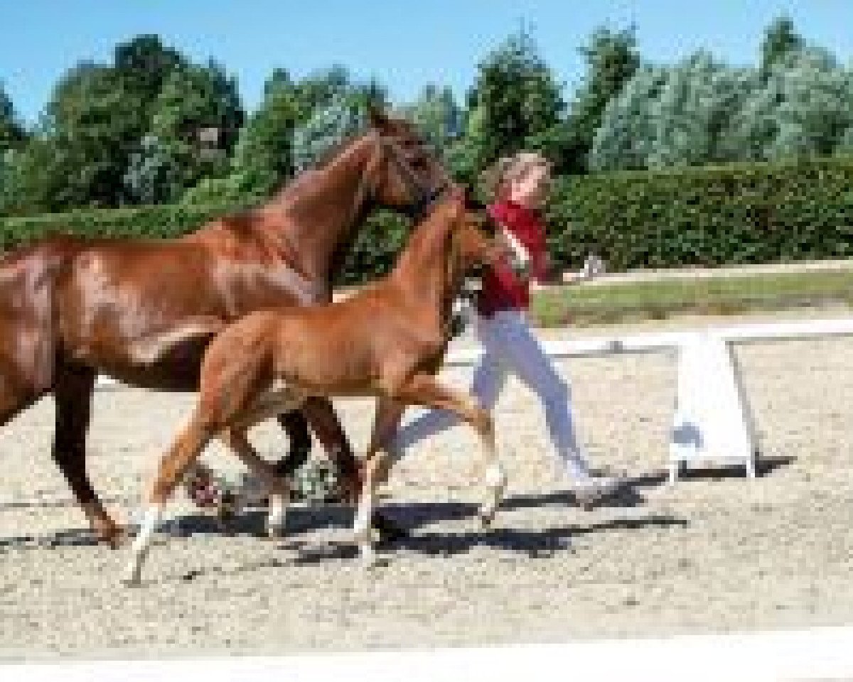 Dressurpferd Sir Flow (Westfale, 2018, von Sir Heinrich OLD)