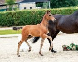 dressage horse Spectre (Westphalian, 2018, from Sir Heinrich OLD)