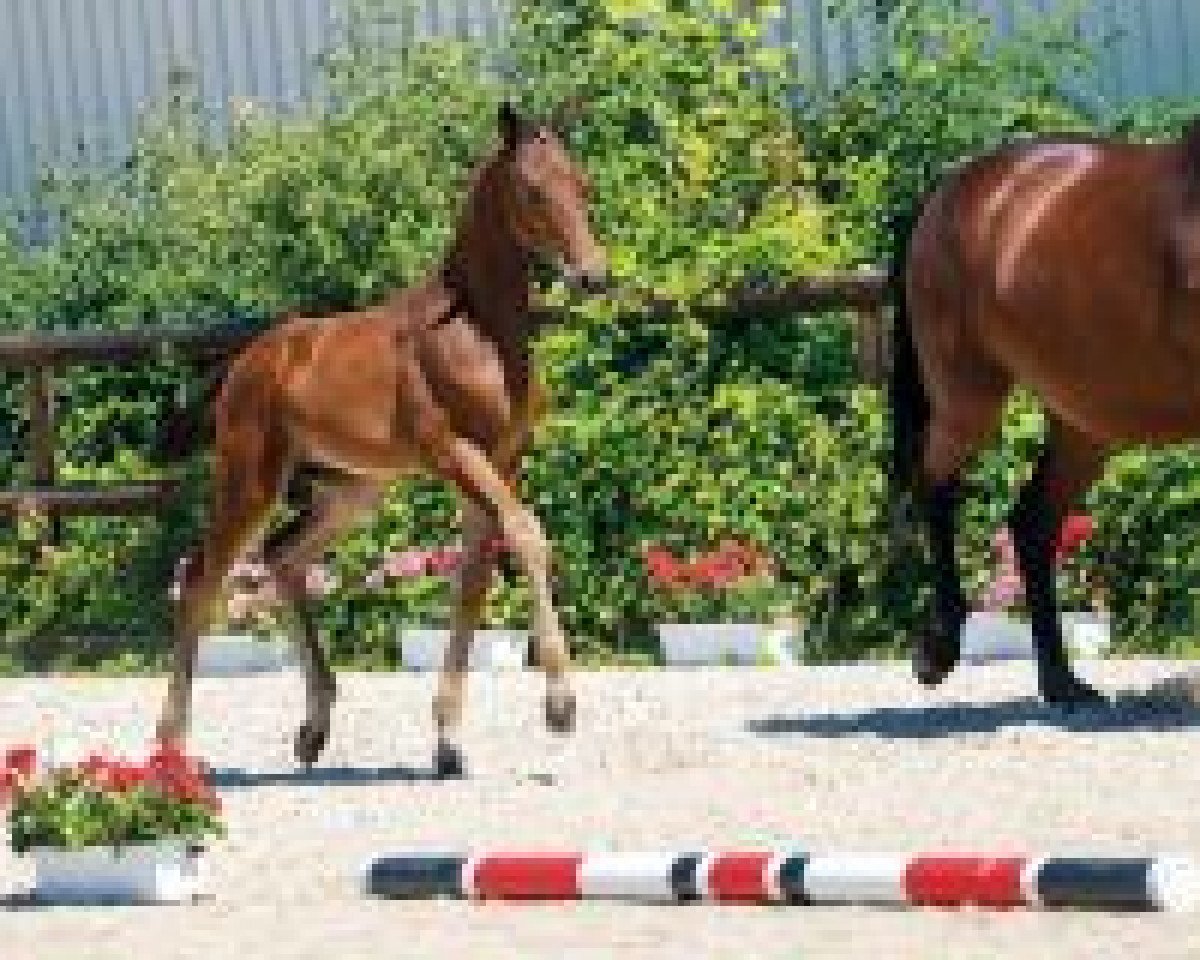 Dressurpferd Flashy Little Tango (Hannoveraner, 2018, von Franziskus FRH)