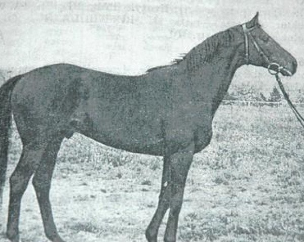 stallion Effort xx (Thoroughbred, 1964, from Turysta xx)