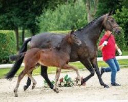 dressage horse Quantum (Westphalian, 2018, from Quantensprung 3)