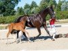 dressage horse Belcanto (Westphalian, 2018, from Belissimo NRW)