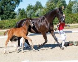 dressage horse Belcanto (Westphalian, 2018, from Belissimo NRW)