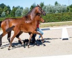 dressage horse Zarah (Westphalian, 2018, from Zoom)