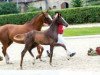 dressage horse Quantanamera (Westphalian, 2018, from Quantensprung 3)