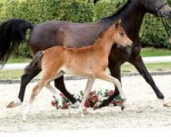 dressage horse Graziana (German Riding Pony, 2018, from Golden Atreju)