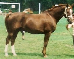 Deckhengst Cytrus (Polnisches Warmblut,  , von Argus II)