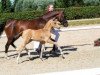 dressage horse Amazing Lilly (German Riding Pony, 2018, from A new Star)