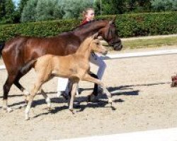 dressage horse Amazing Lilly (German Riding Pony, 2018, from A new Star)