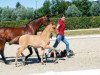 horse Goldprinz (German Riding Pony, 2018, from Grand Royale)