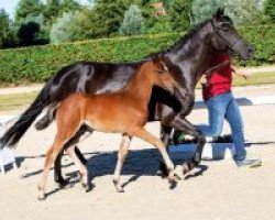 dressage horse Karlotta (German Riding Pony, 2018, from Kachunga)