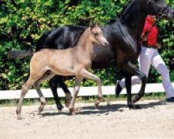 dressage horse Goldtaler (German Riding Pony, 2018, from Golden Grey NRW)