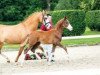 Dressurpferd Der Knaller (Deutsches Reitpony, 2018, von Dreidimensional AT NRW)