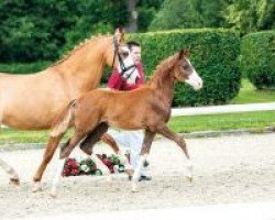 dressage horse Der Knaller (German Riding Pony, 2018, from Dreidimensional AT NRW)