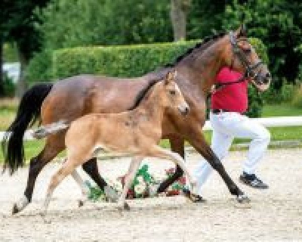 dressage horse Angy Pooh (German Riding Pony, 2018, from A kind of Magic 5)