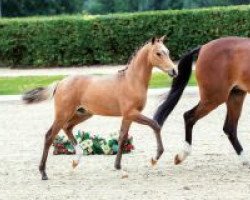 dressage horse Gouden Hart (German Riding Pony, 2018, from HET Golden Dream)