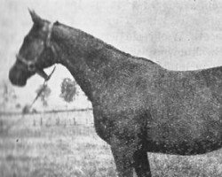 broodmare Arktyka (Trakehner, 1956, from Celsius)