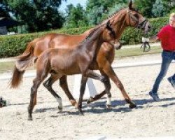 dressage horse Zlatko (Westphalian, 2018, from Zoom 8)