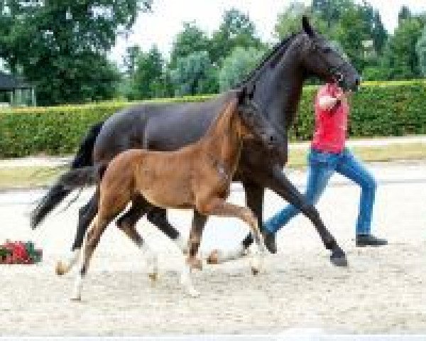 dressage horse From Holland (Westphalian, 2018, from Frascino)