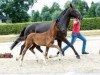 dressage horse From Holland (Westphalian, 2018, from Frascino)