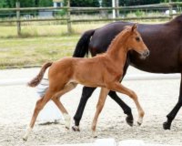 dressage horse Vitale (Westphalian, 2018, from Vitalis)