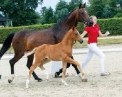 dressage horse Ebel W (Westphalian, 2018, from Escolar)