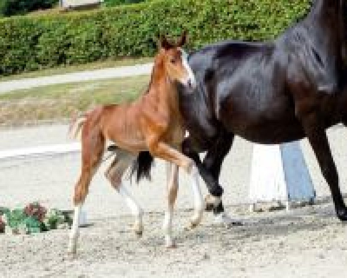 dressage horse Barkeeper (Westphalian, 2018, from Bossanova 28)
