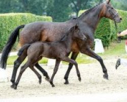 dressage horse Fancy Face (Westphalian, 2018, from Fürst Romancier)