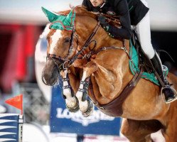 Zuchtstute Jeunesse van het Paradijs (Belgisches Warmblut, 2009, von Emerald van 't Ruytershof)