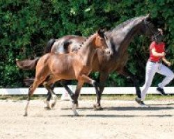 dressage horse Sommerwind (Westphalian, 2018, from Sir Heinrich OLD)