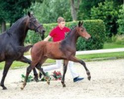 dressage horse Feuerherz (Westphalian, 2018, from Tannenhof's Fahrenheit)