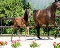 dressage horse De Luxe (Westphalian, 2018, from De Beau)