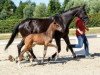 dressage horse Zucchero (Westphalian, 2018, from Zoom)