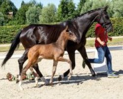 dressage horse Zucchero (Westphalian, 2018, from Zoom 8)