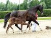 dressage horse Vitalito (Westphalian, 2018, from Vitalis)