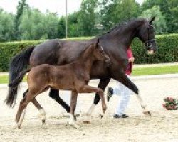 dressage horse Vitalito (Westphalian, 2018, from Vitalis)