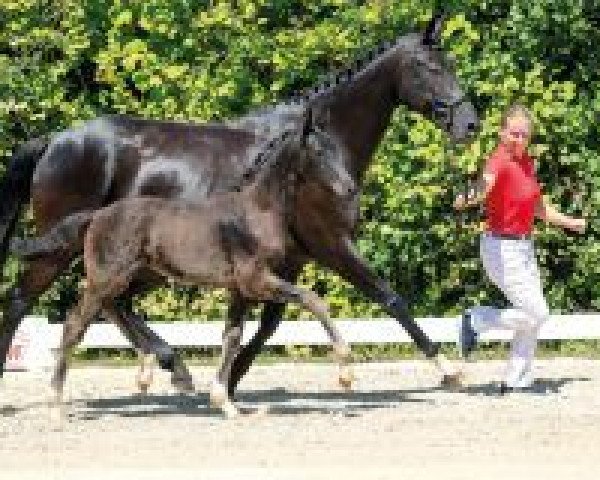dressage horse Feiner Hit (Westphalian, 2018, from Feinrich)