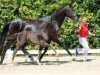 dressage horse Feiner Hit (Westphalian, 2018, from Feinrich)