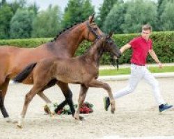 dressage horse Secret Love (Westphalian, 2018, from Secret)