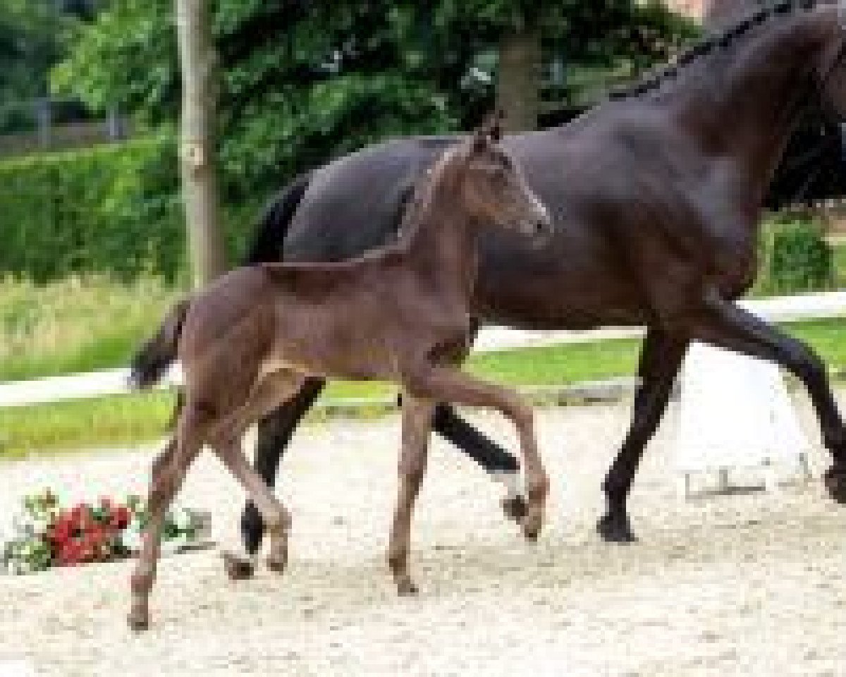 stallion Fürsten Klang (Westphalian, 2018, from Fürstenball)