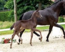 dressage horse Fürsten Klang (Westfale, 2018, from Fürstenball)