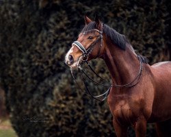 dressage horse Ehrengold Enka (Hanoverian, 2011, from Estobar NRW)