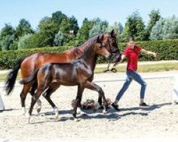 dressage horse Queen Cute (Westphalian, 2018, from DSP Quindale)