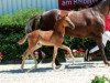 dressage horse Quentin (Westphalian, 2018, from Quantensprung 3)